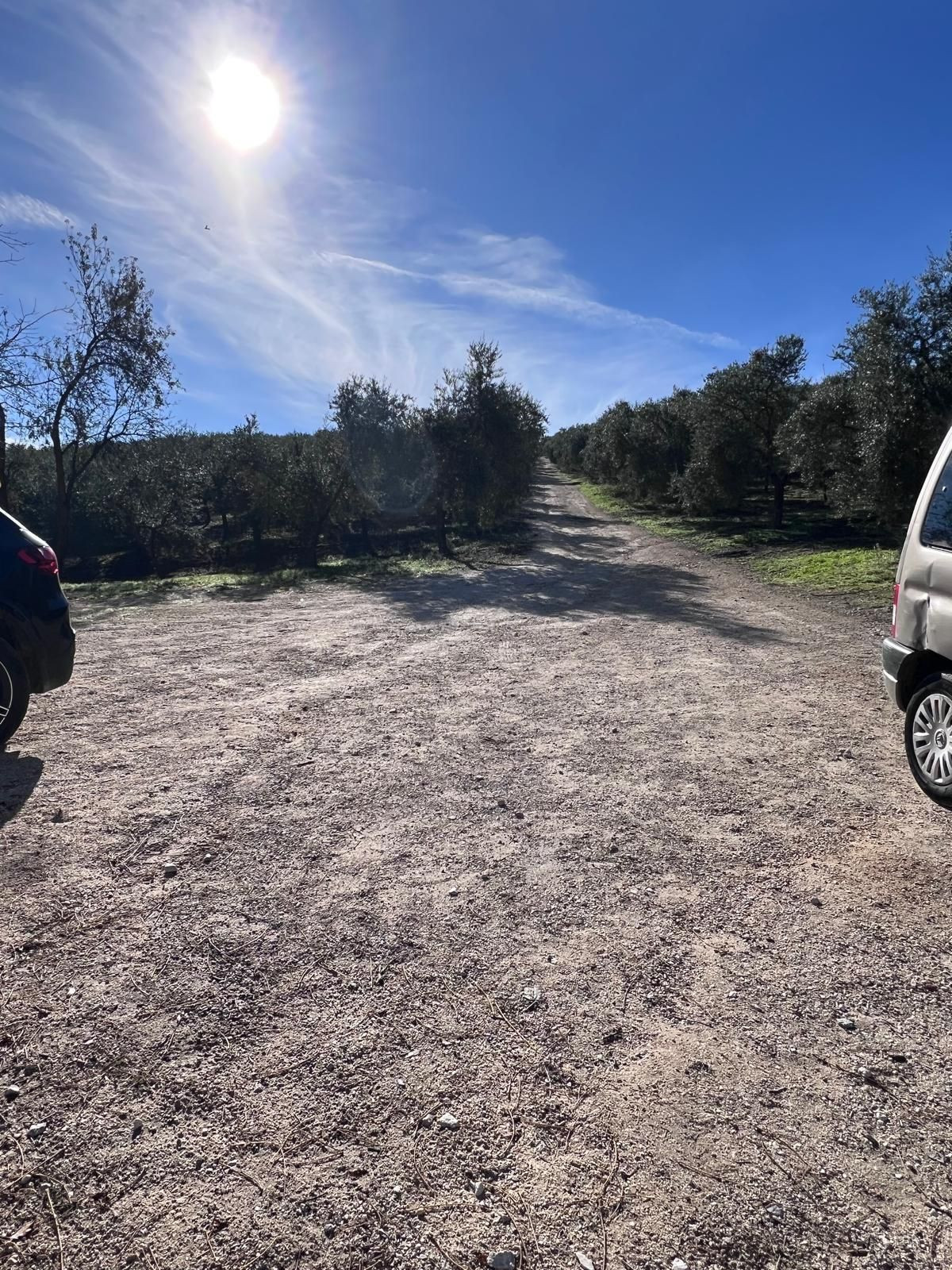 Olijfgaard met onverharde weg en parkeerplaats.