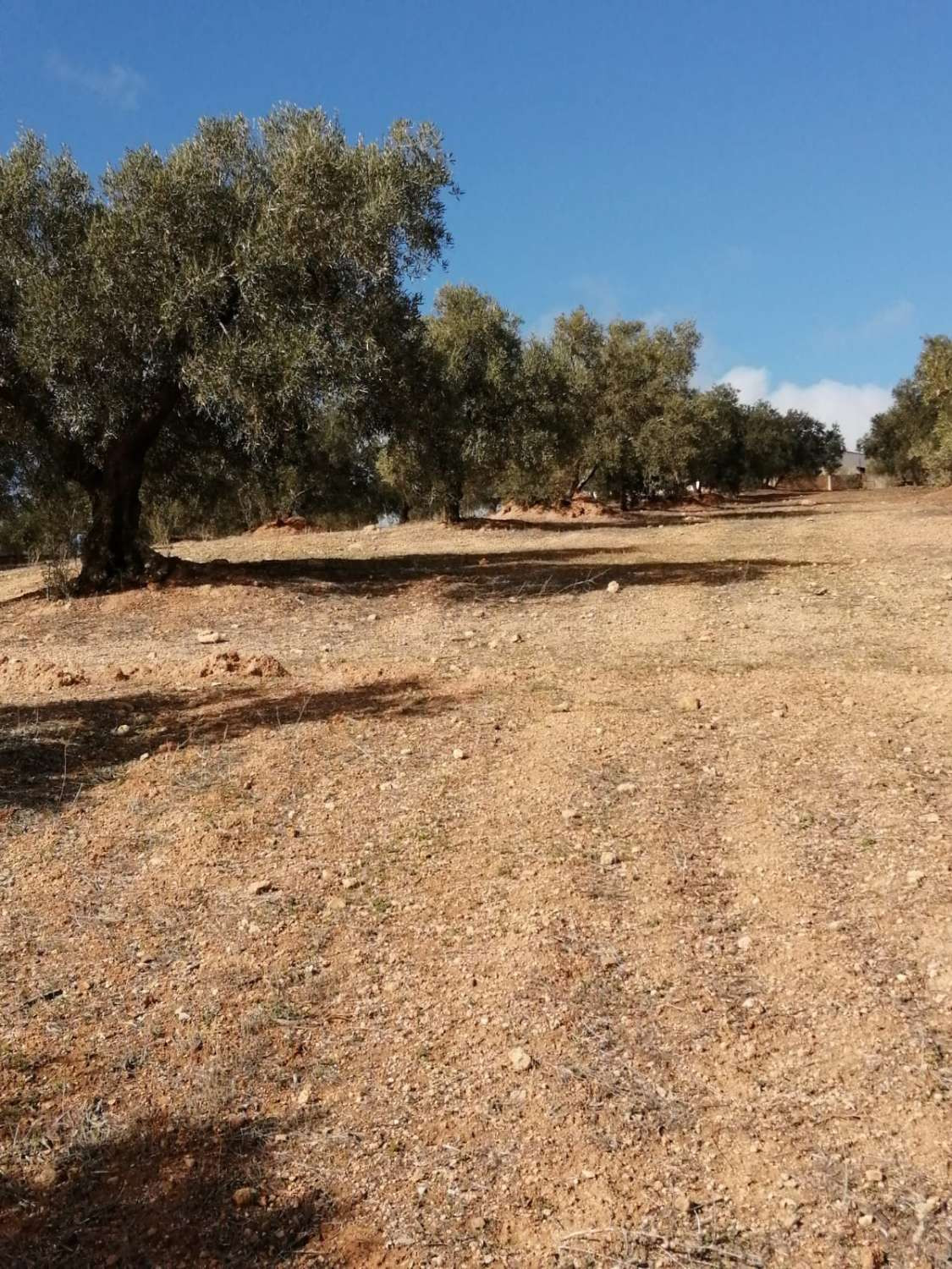 Olijfgaard in landelijk landschap, eigendom.