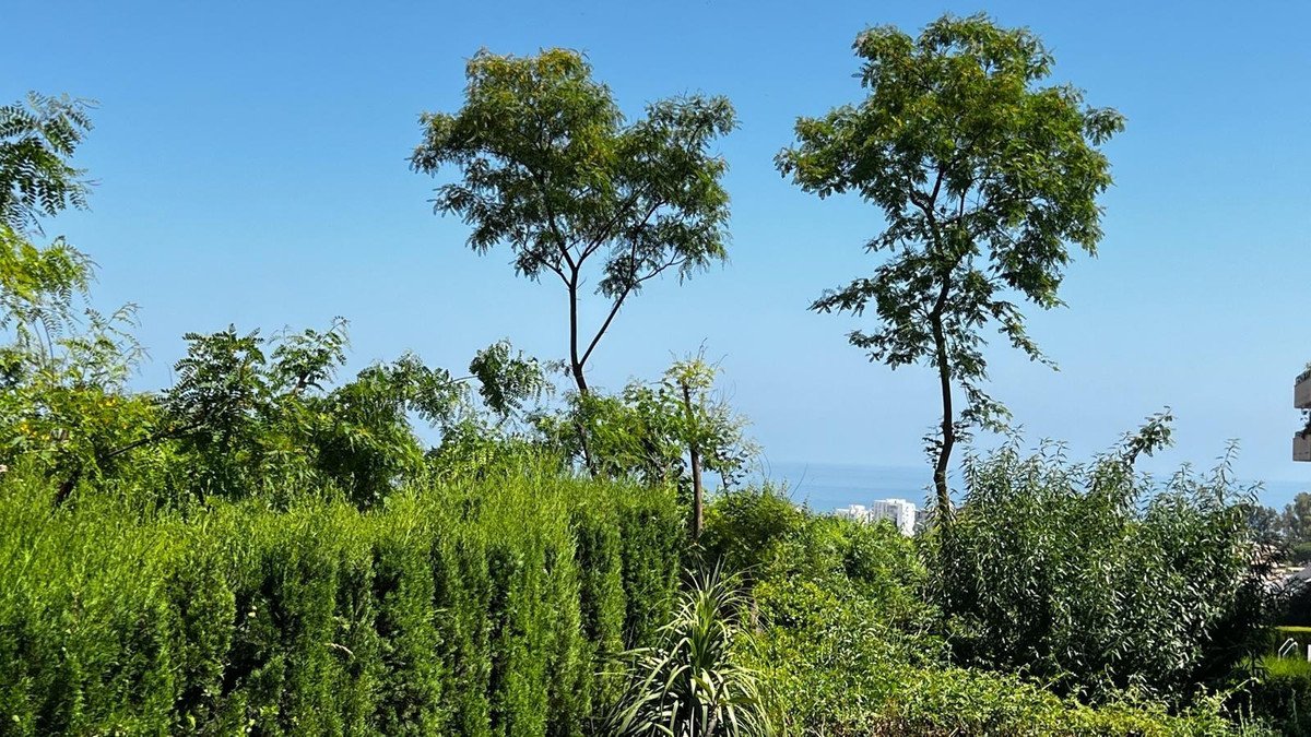3 Bed Ground Floor Apartment in El Pinillo