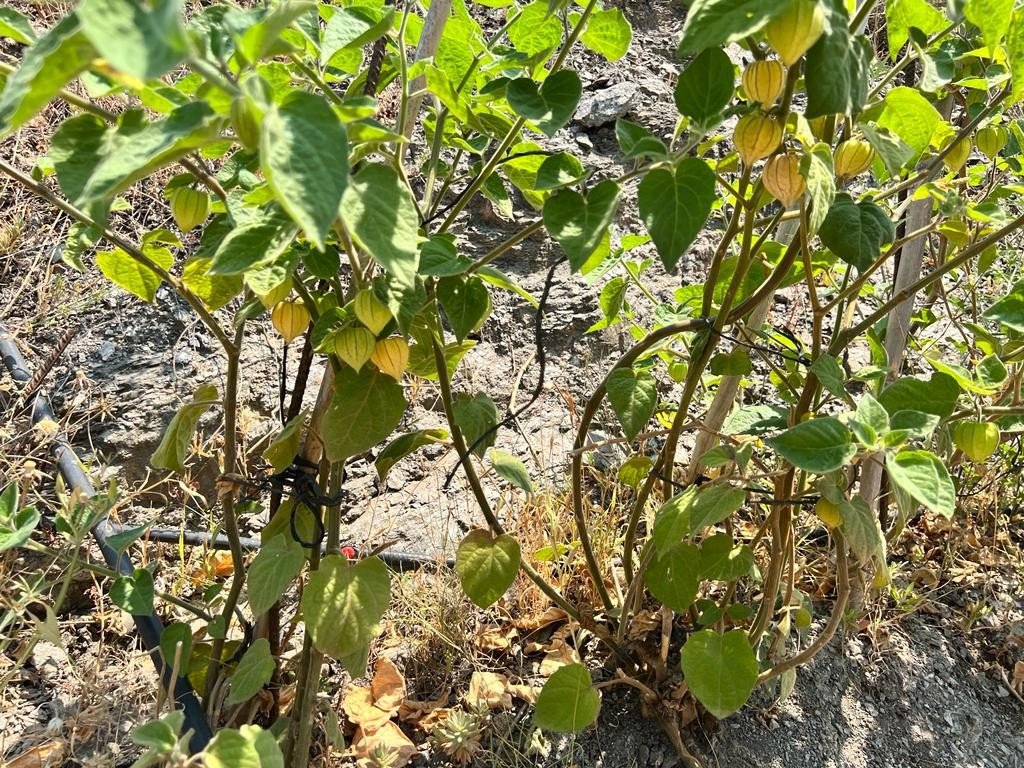 Land in Torrox în Torrox — Teren