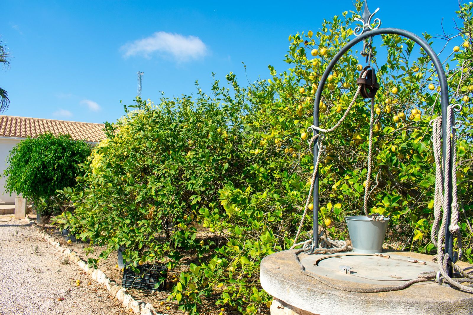 Oude waterput met citroenbomen in een tuin