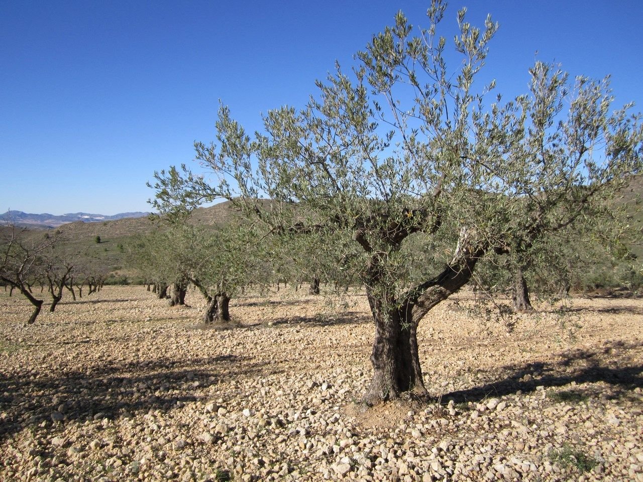 02 olive orchard landscape