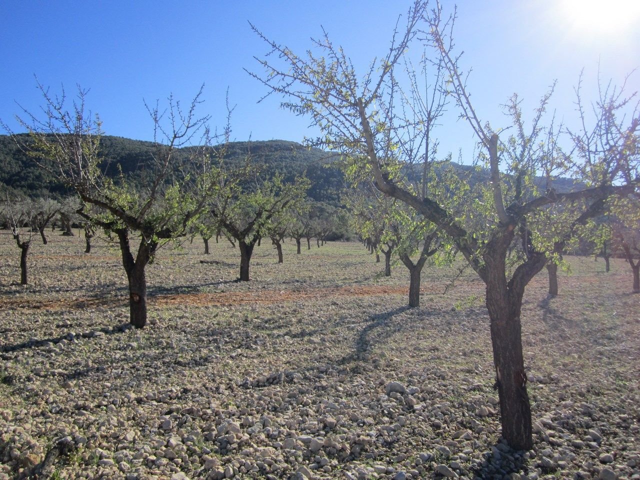 03 orchard olive trees sunlit