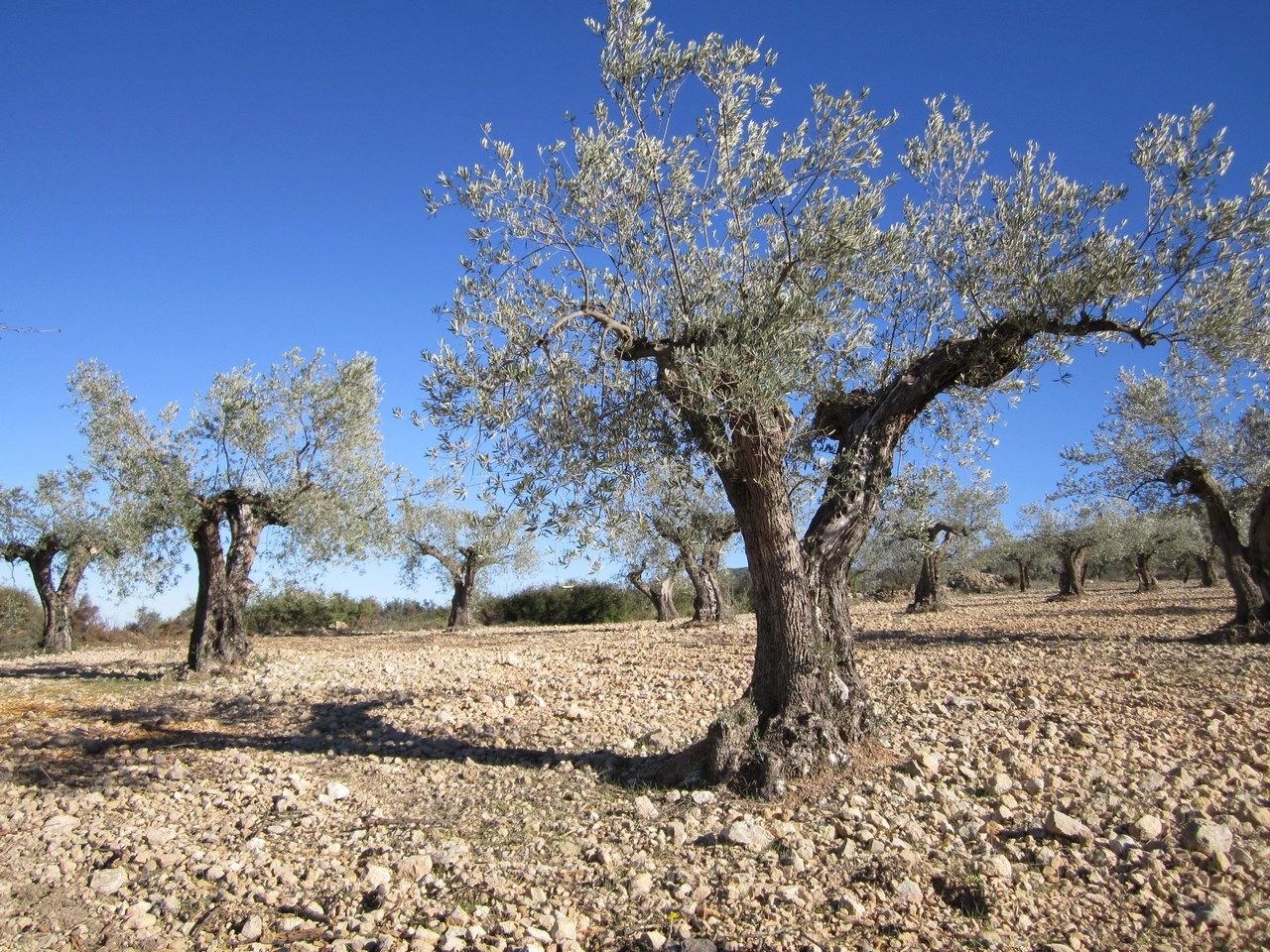 04 olive tree orchard