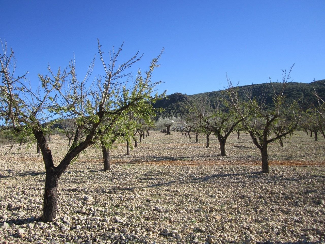 06 orchard landscape fruit trees