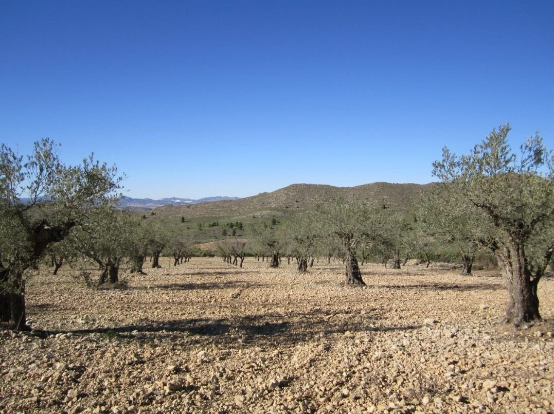 07 olive orchard landscape