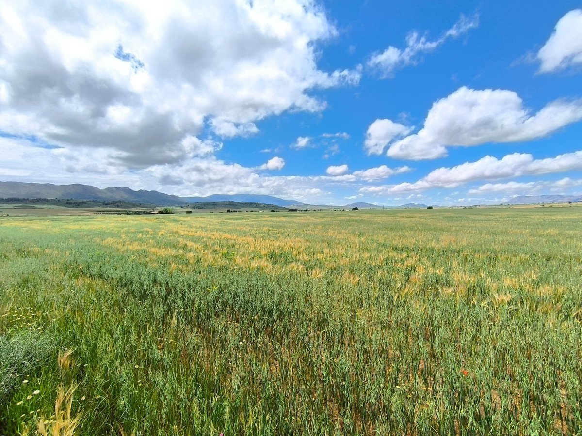 Land in Yecla in Yecla, Land