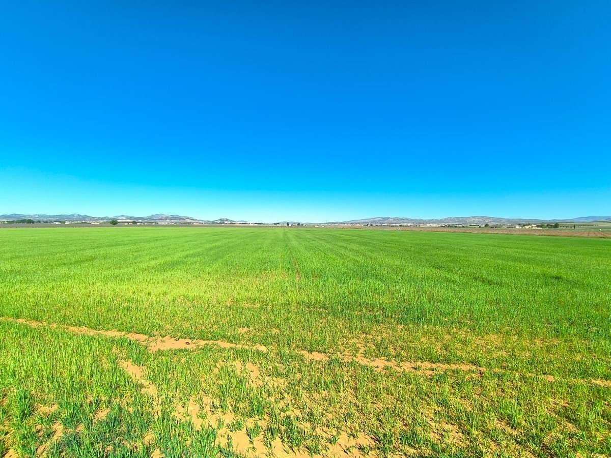 Land in Yecla في Yecla, 